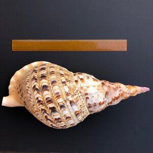 14" Triton’s Trumpet Sea Shell (Charonia) -- Sculptural, XL Statement Specimen